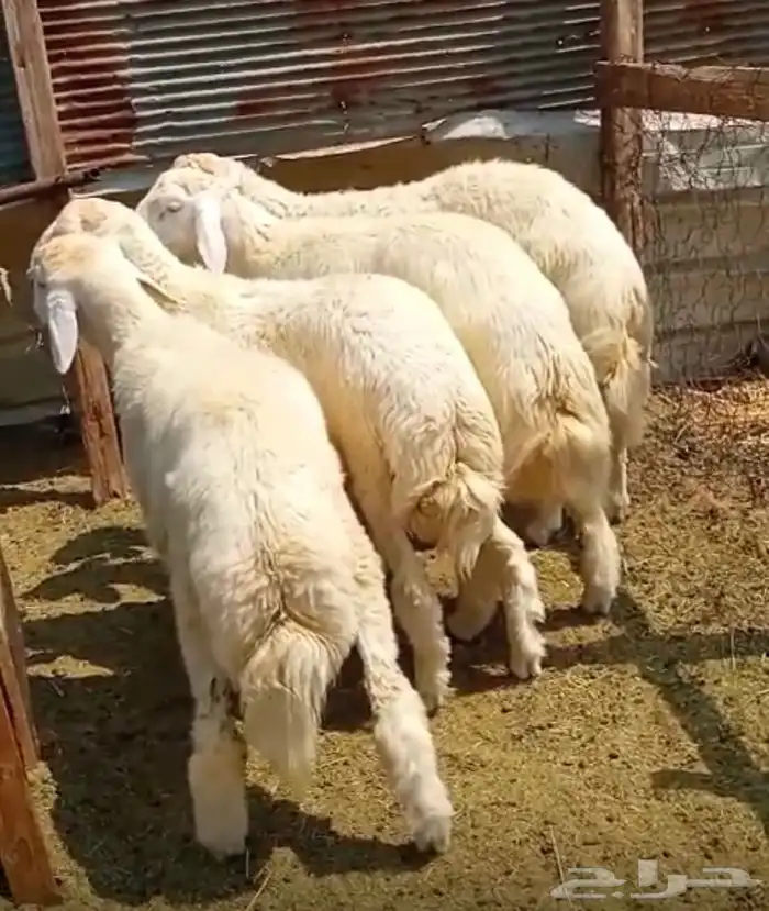 طليان جذعان للبيع 0