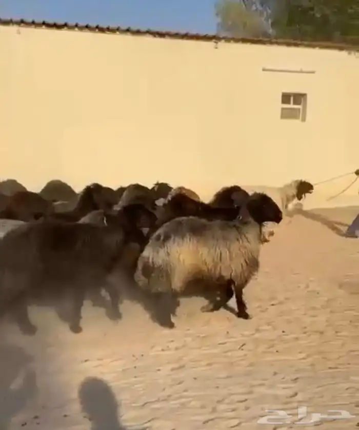 غنم عرب اشباب وطيبه 4