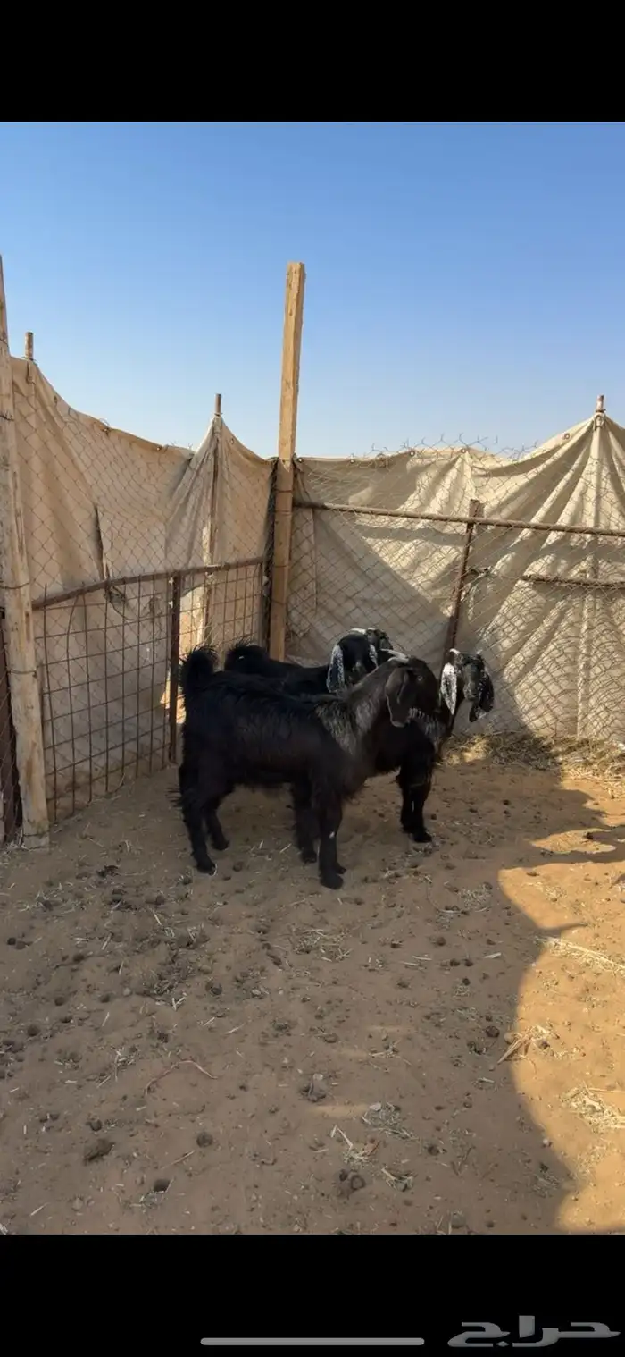 اربع جفرات ذبايح 0