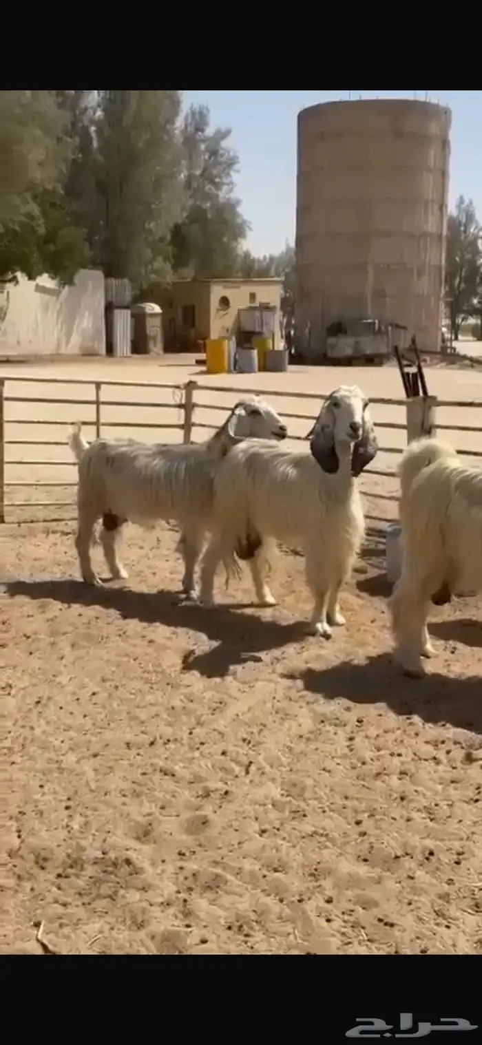 معزا عوارض بيض 3
