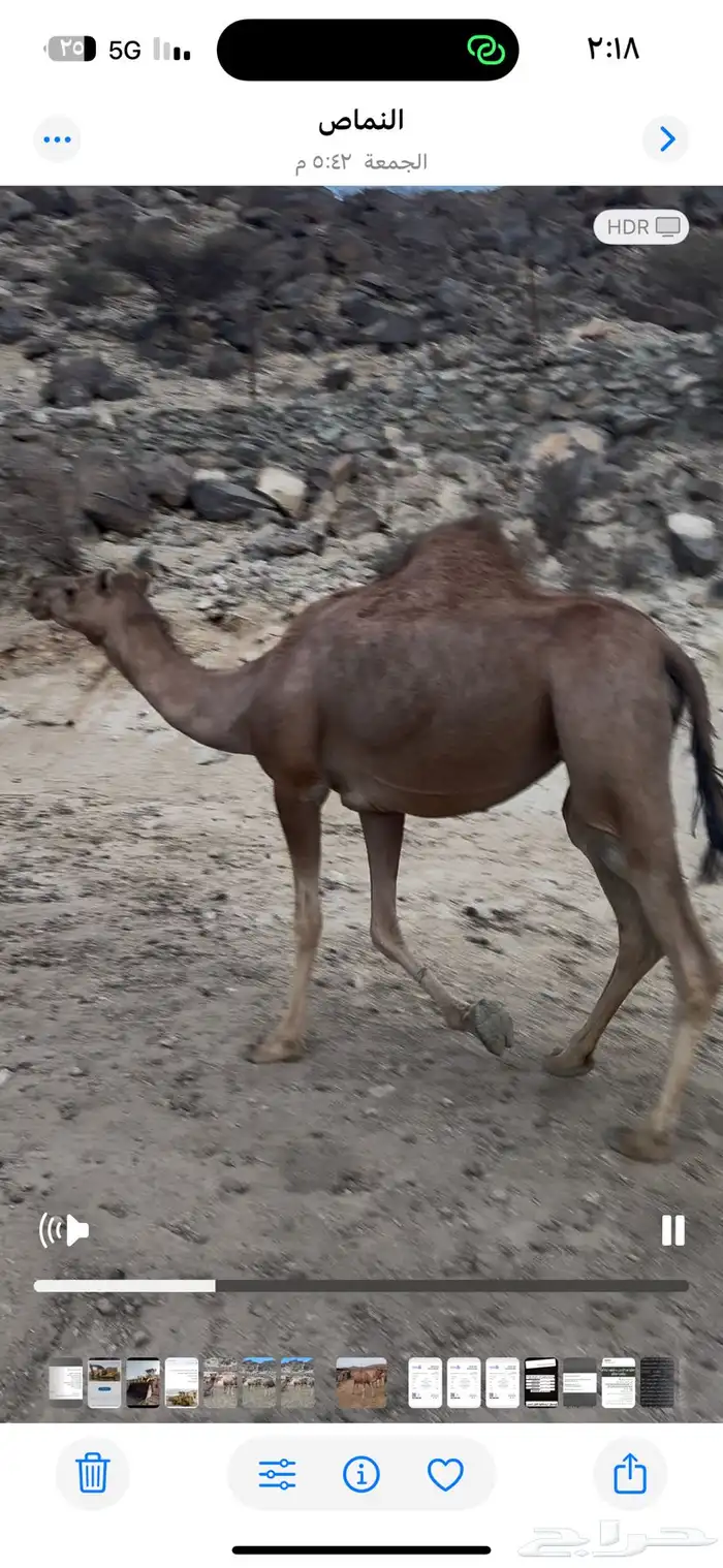 نياق للبيع او للبدل المناسب 5