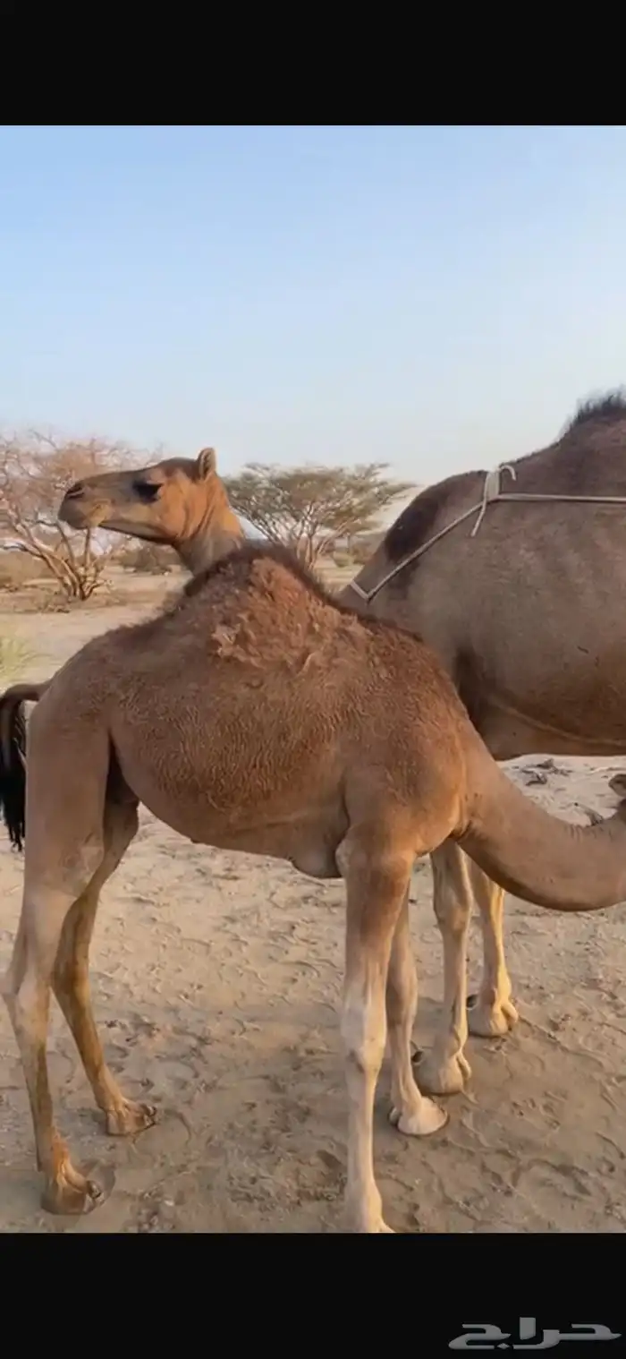 حاشي ساحلي لباني 0