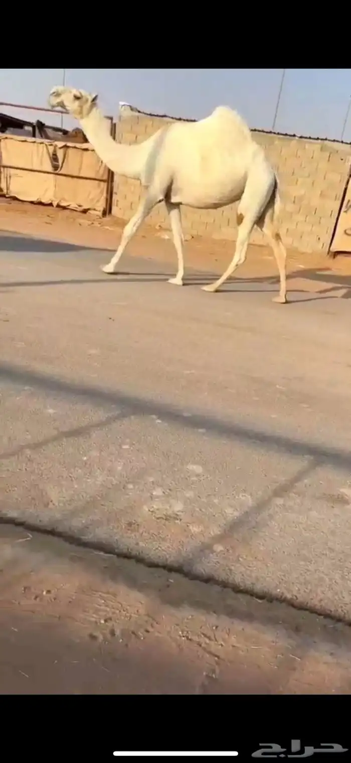 لقحه جذعه نادره قويه 3