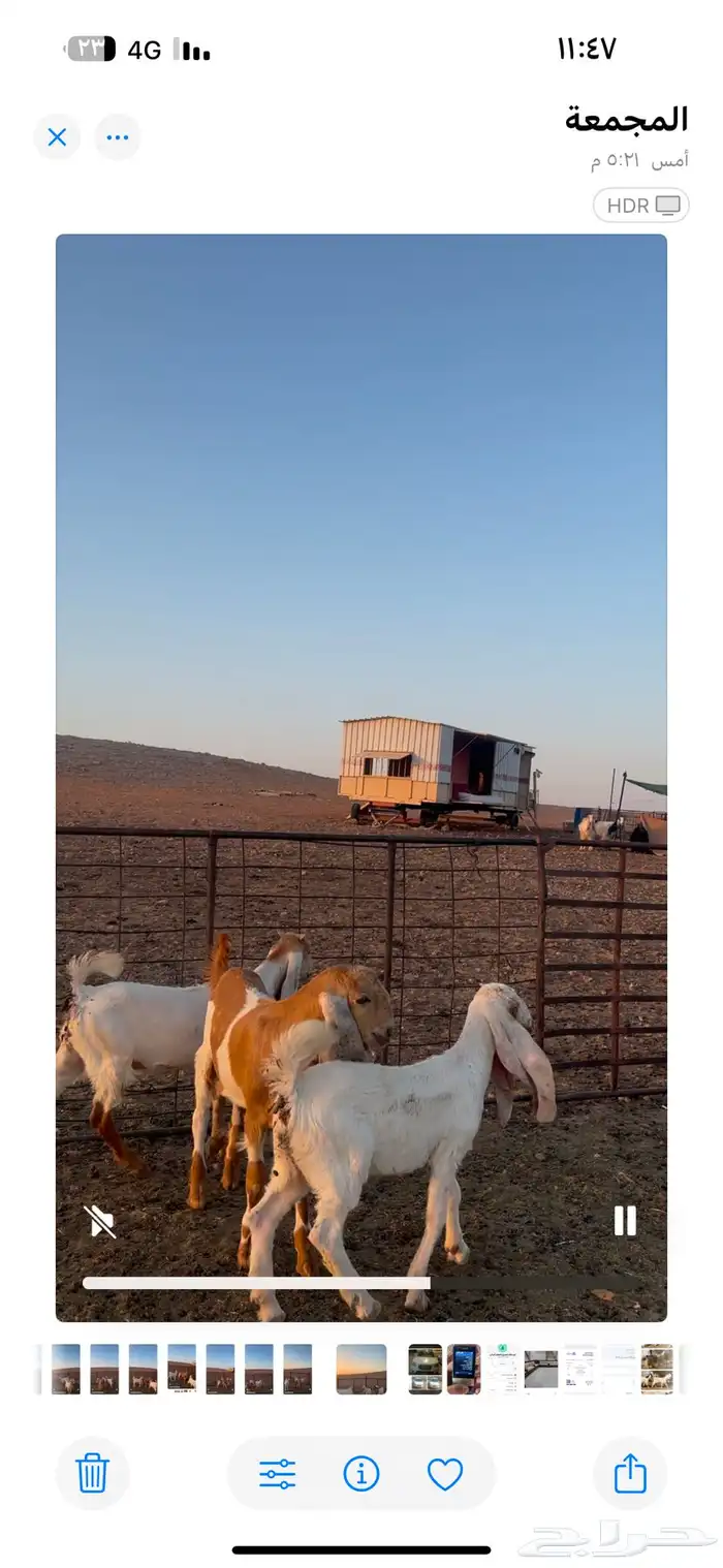 للبيع جفرتين وتيس خصم صنف 8