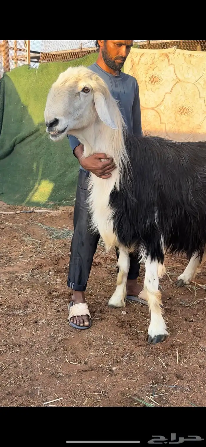 فحل نجدي مشروط 0