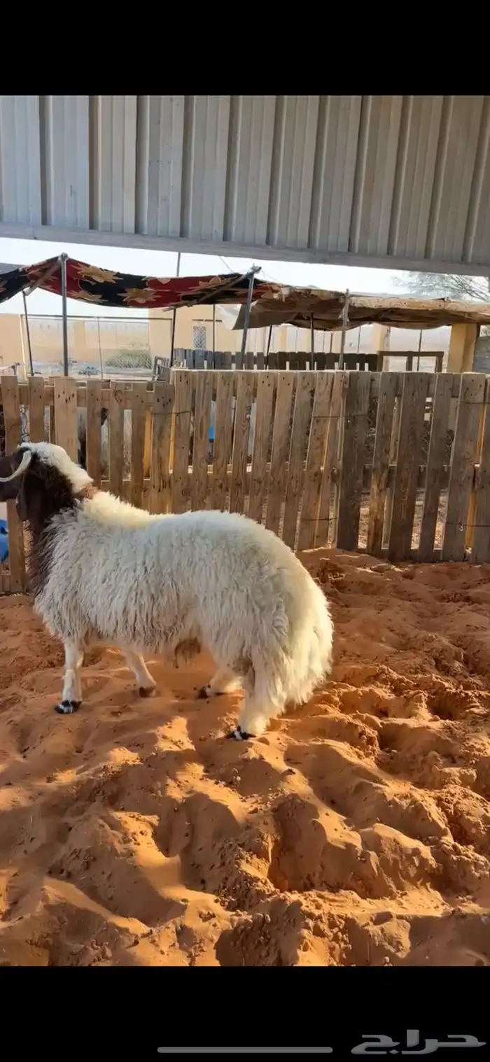 خروف فاخر 4