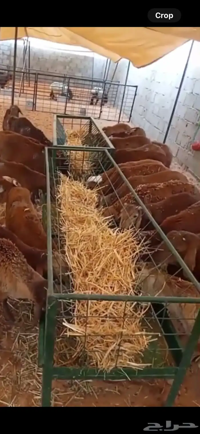 سواكن حمري مرابي 7 شهور 1