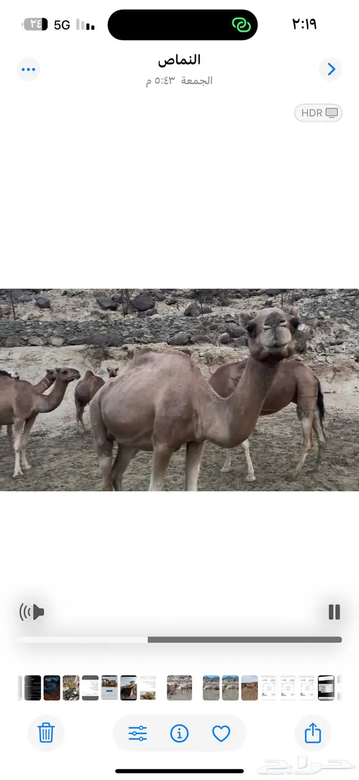 نياق للبيع او للبدل المناسب 10