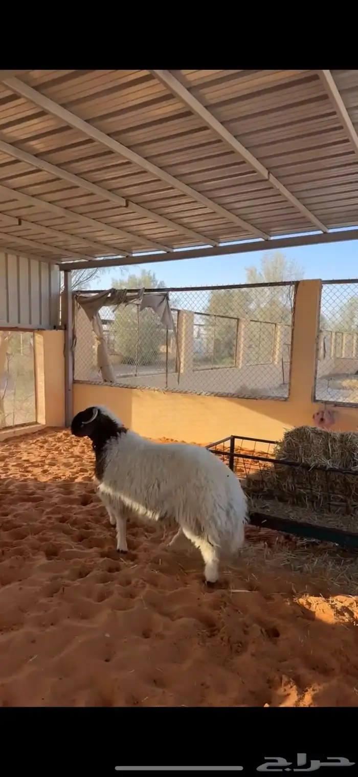 خروف فاخر 0