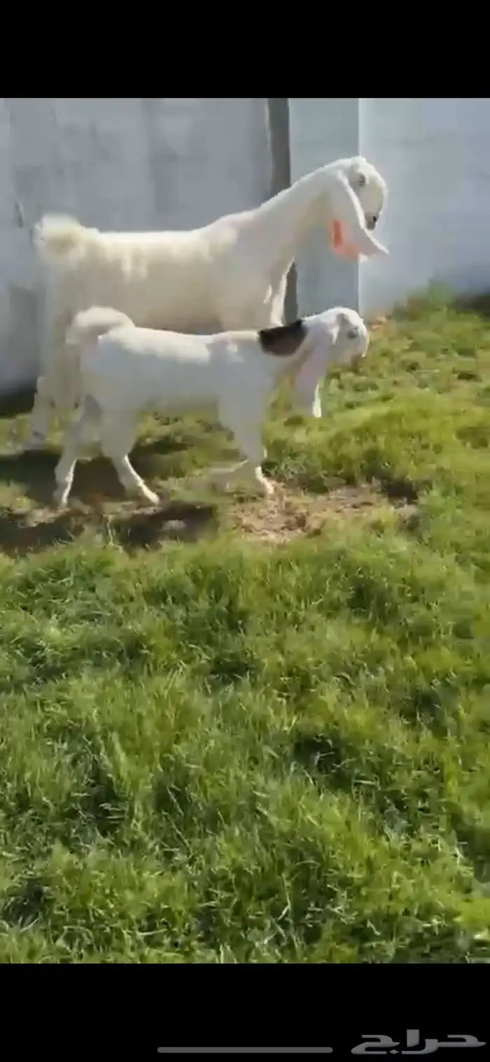 للبيع عنز بيضاء والد كففووو 0