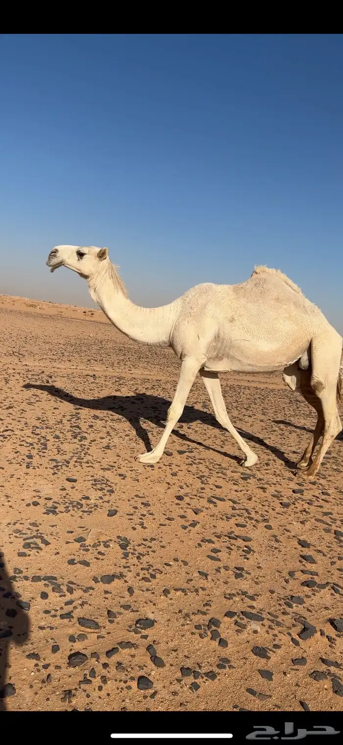عشرا تحتها بكره 1