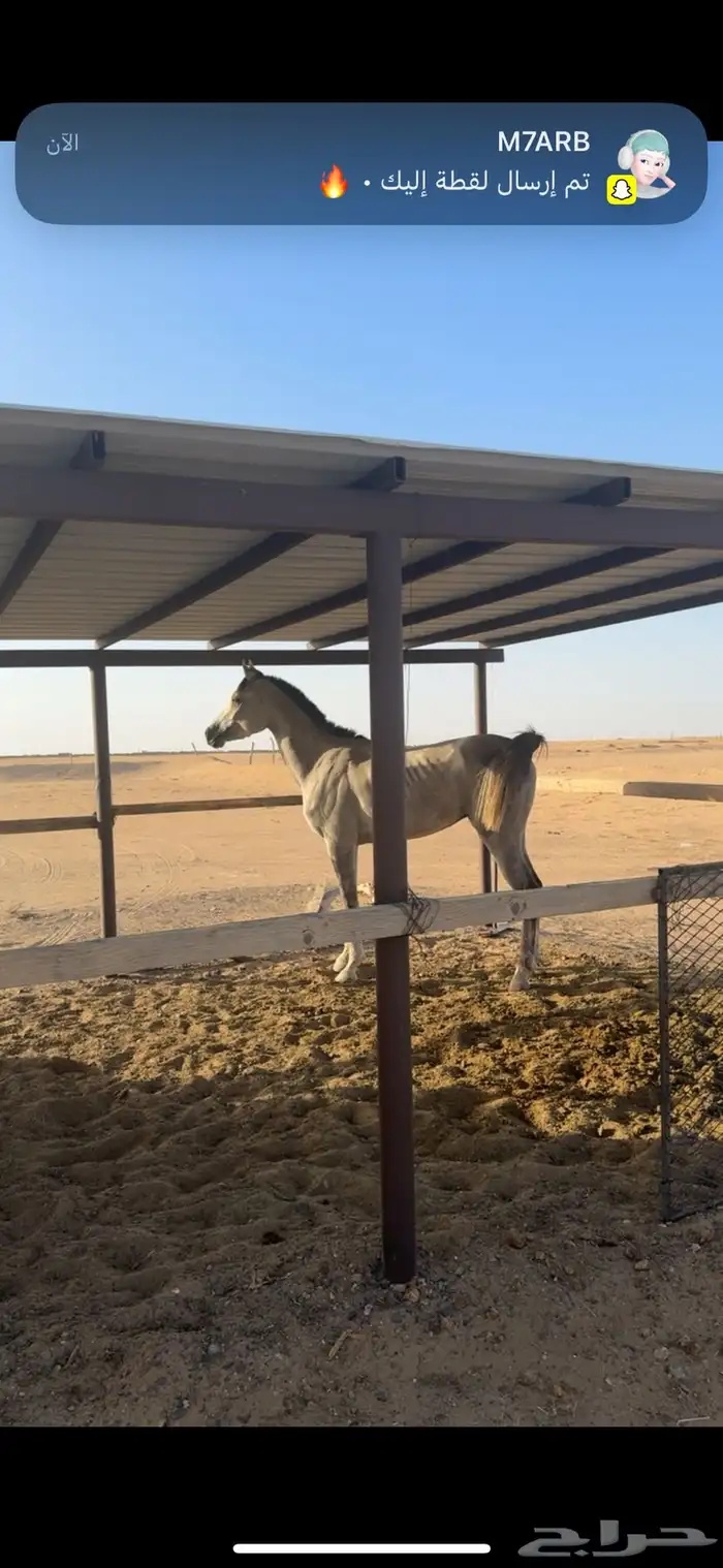 حصان شعبي كفوو 2