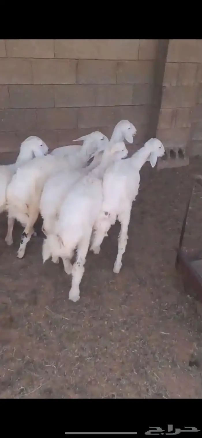 للبيع رخال حريه طيبه 3
