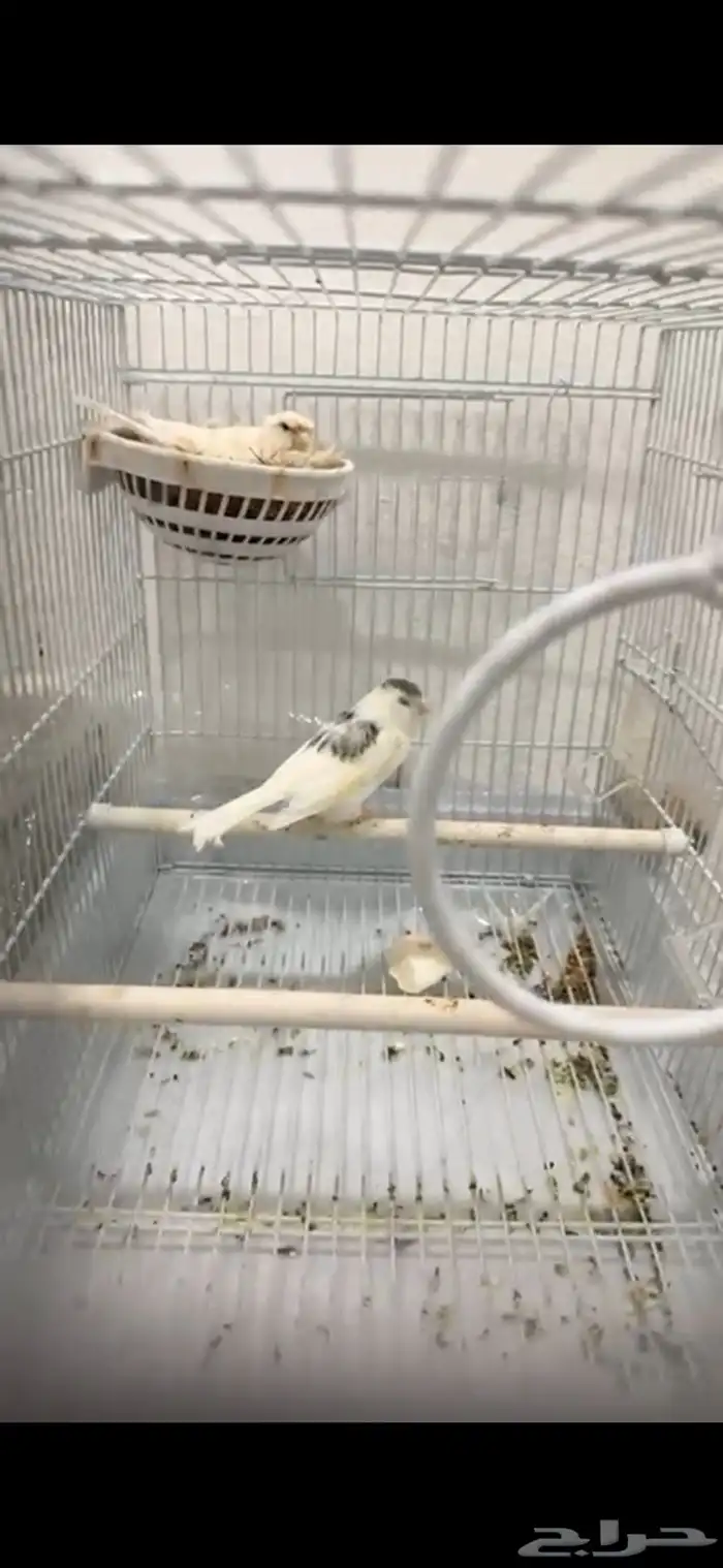 للبيع جوز كناري سوري منتج وحاليا الأنثى على وشك بيض 0
