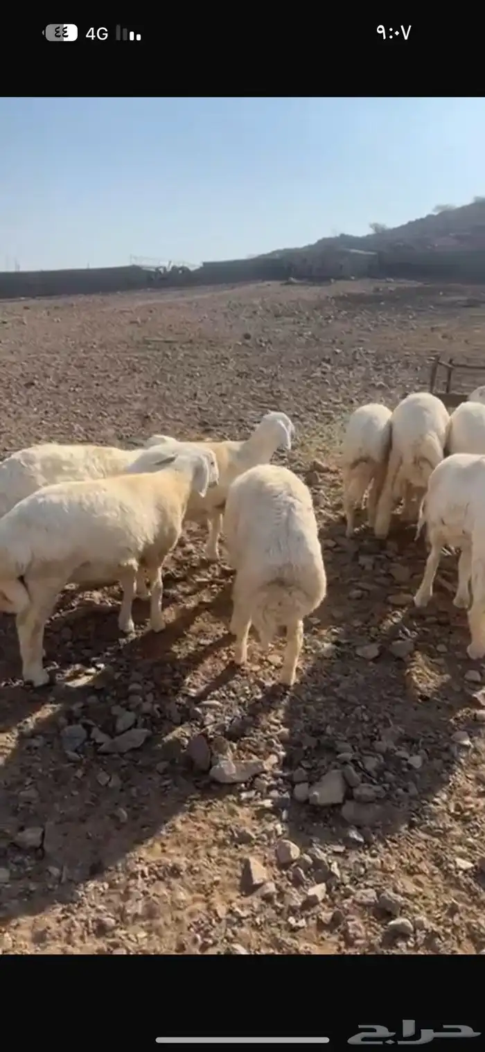 طليان البيع 4
