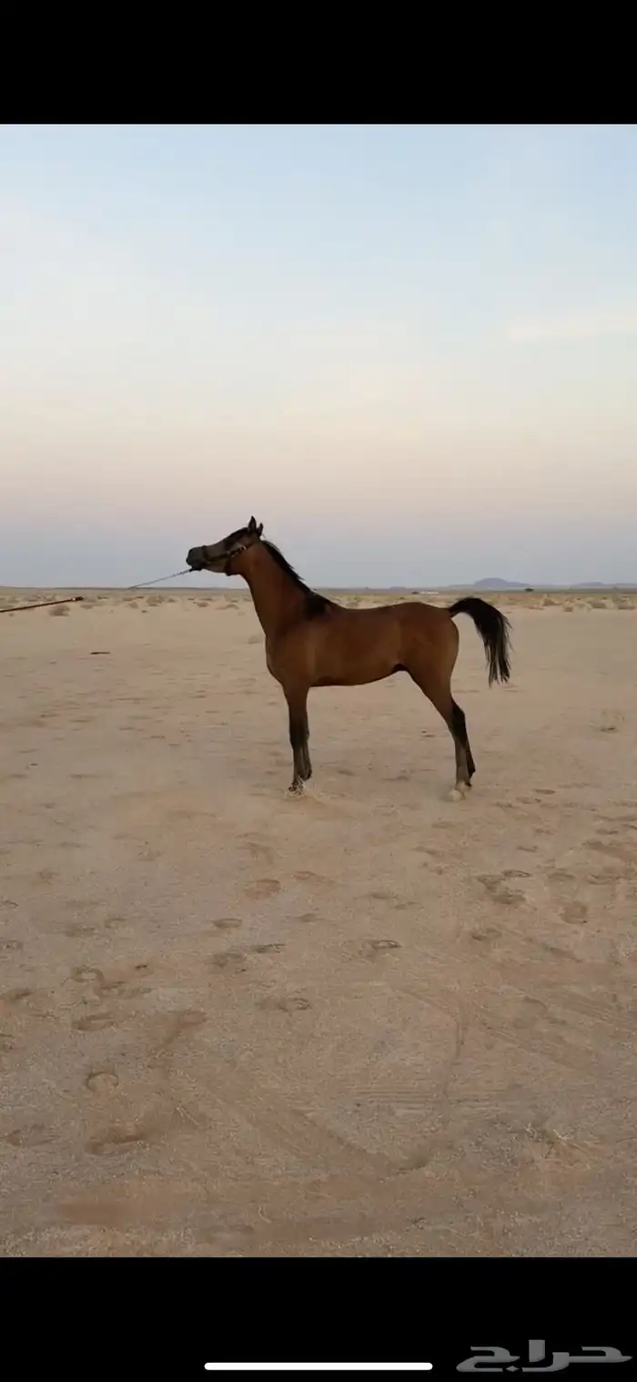 مهر شعبي مفو 2
