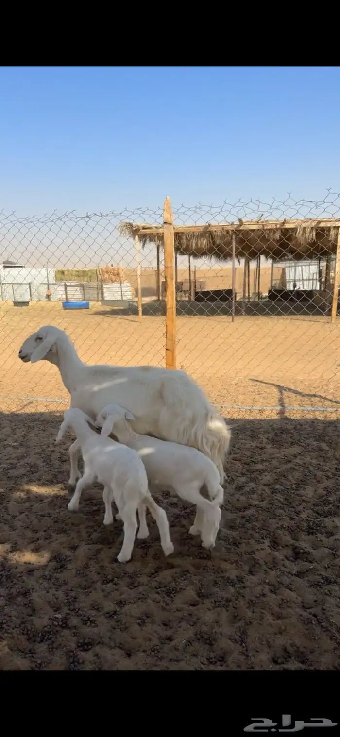 حريه متاومه 0