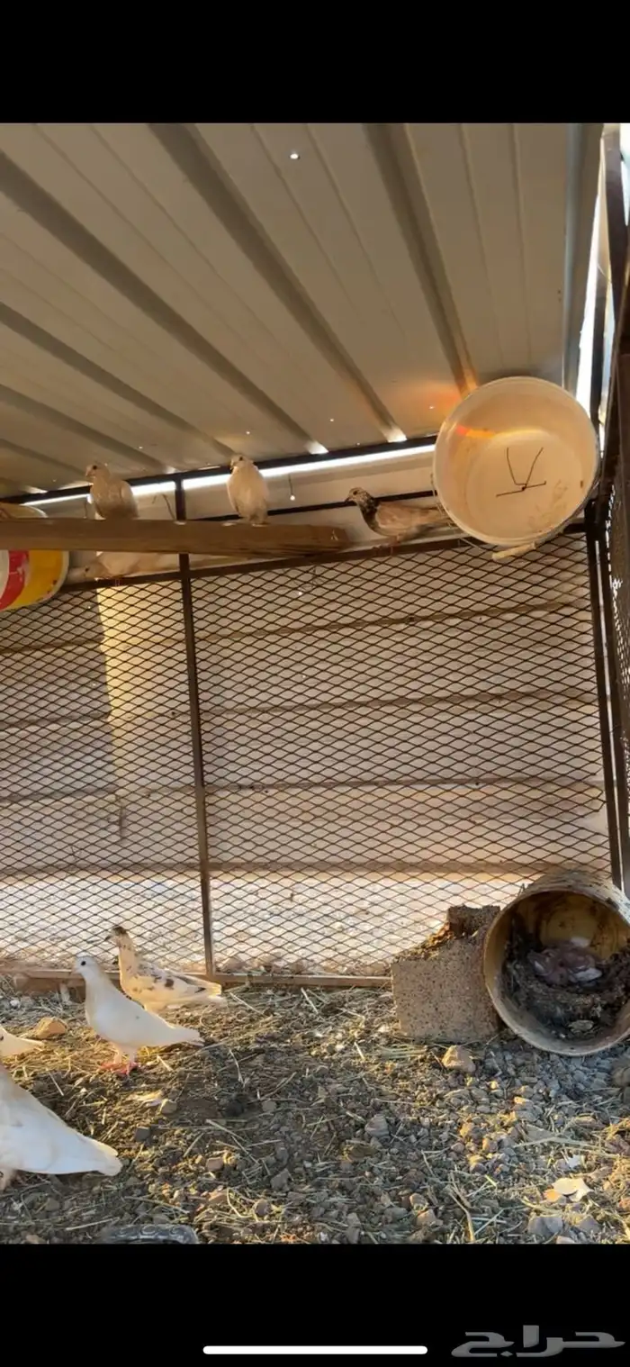 حمام للبيع 0