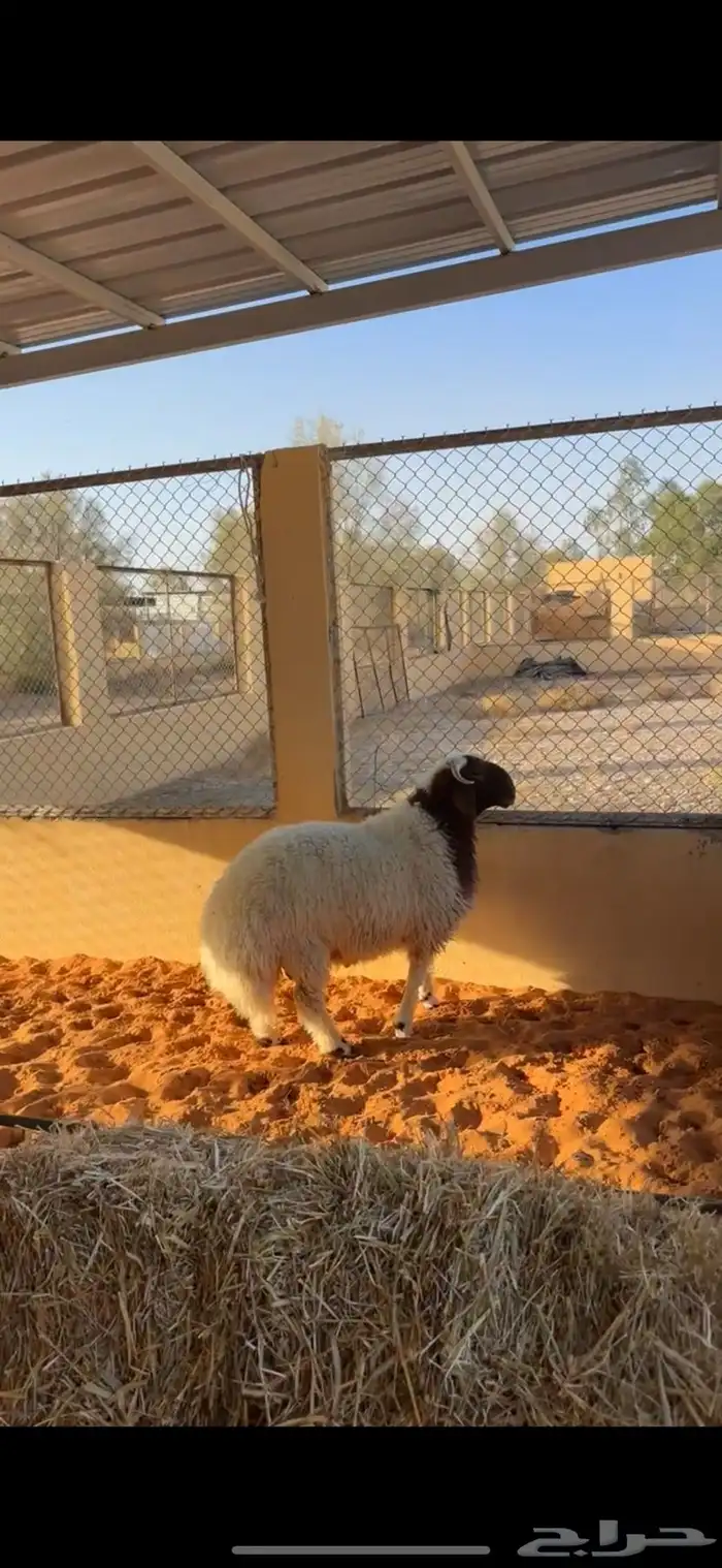 خروف فاخر 5
