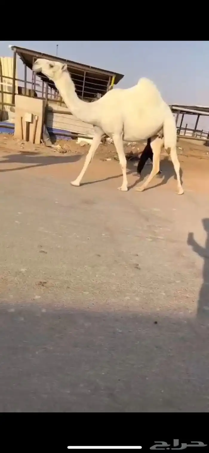 لقحه جذعه نادره قويه 1