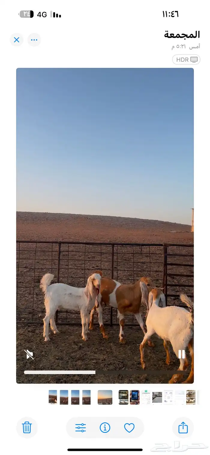 للبيع جفرتين وتيس خصم صنف 1