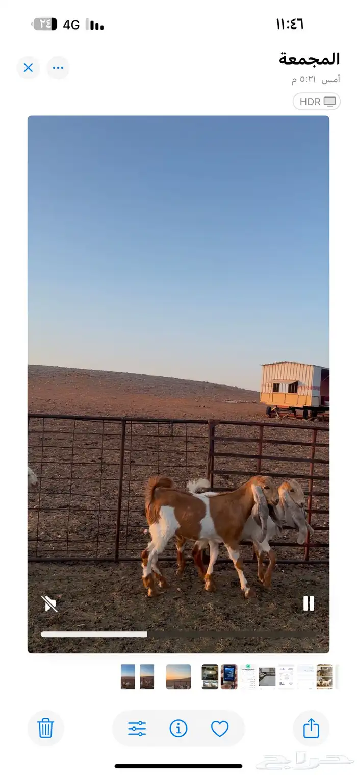 للبيع جفرتين وتيس خصم صنف 4