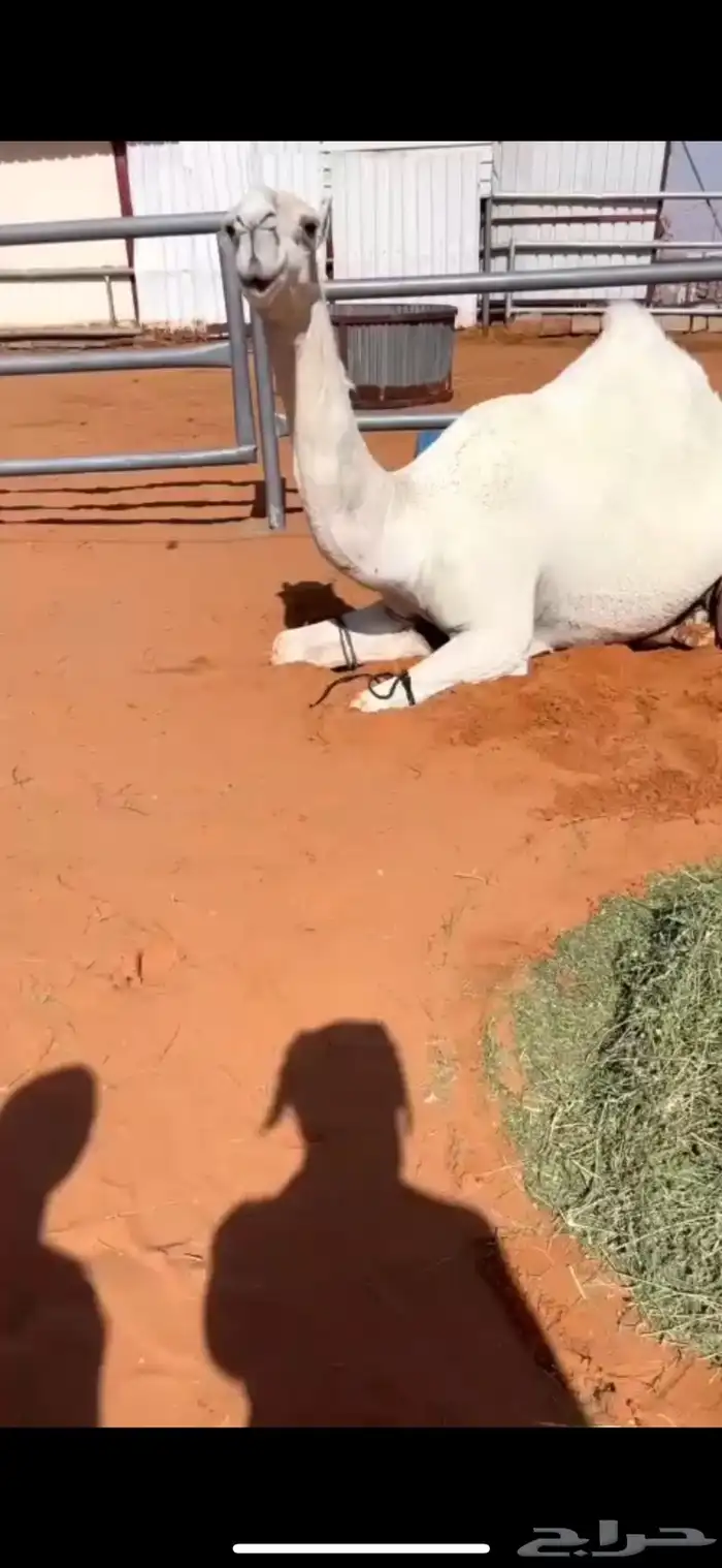 لقحه جذعه نادره قويه 2