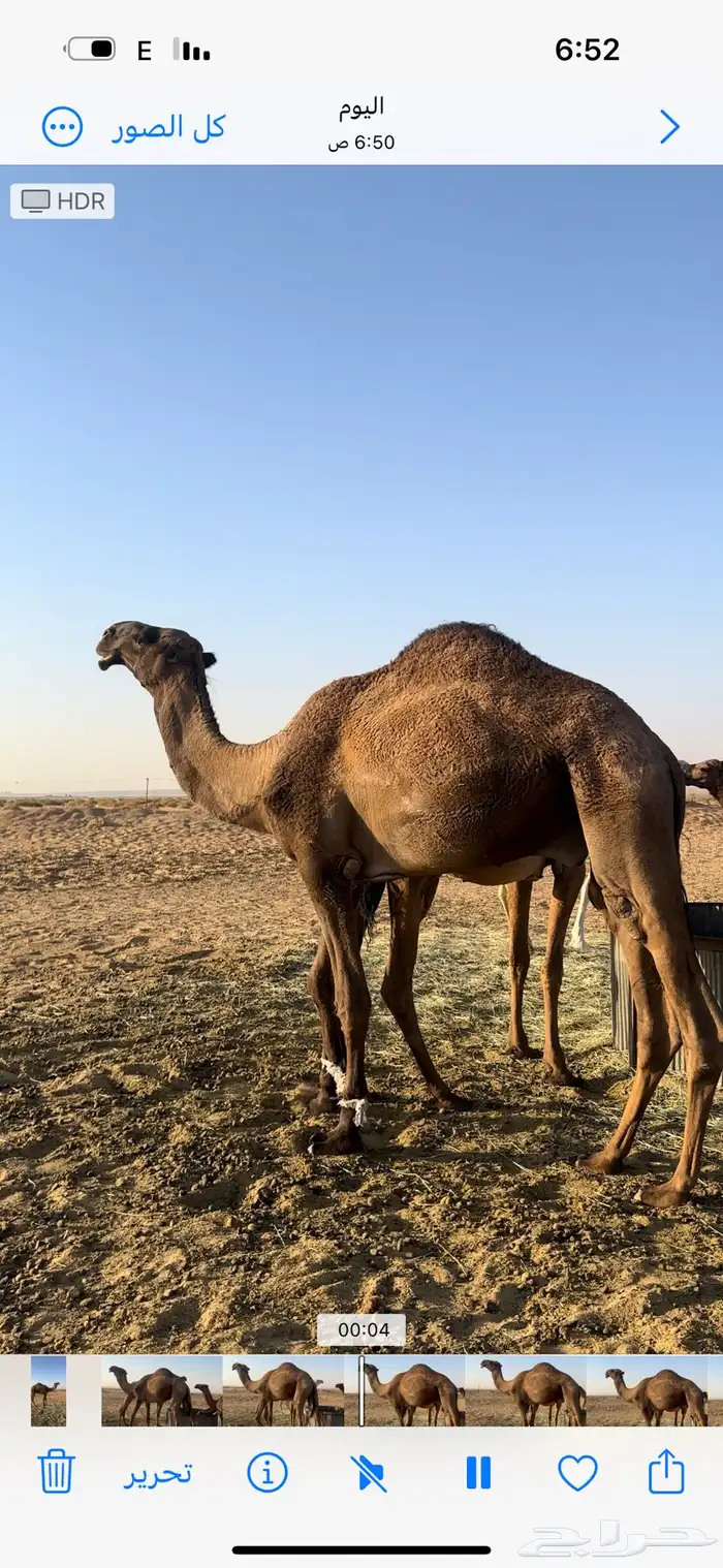 قعود اصفر 1