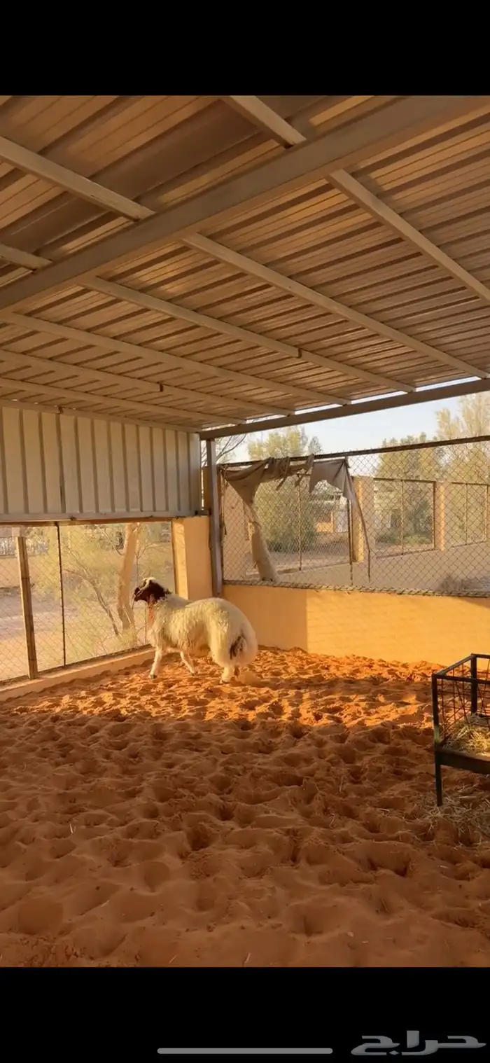 خروف فاخر 7