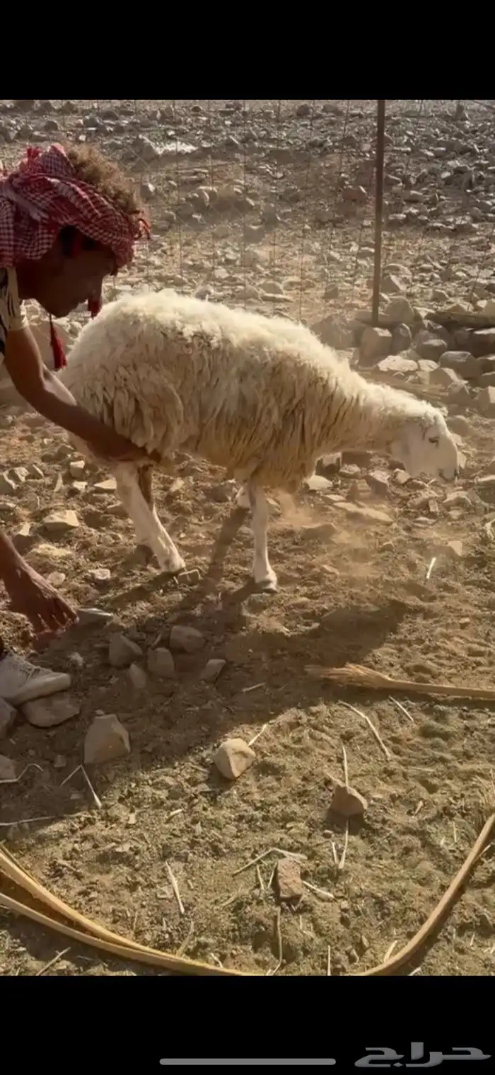 ضان 1