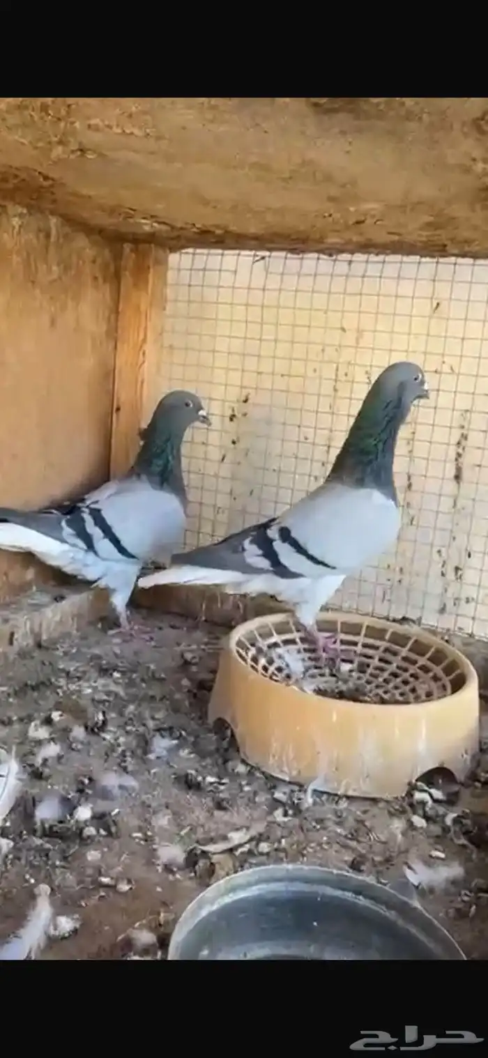 جوز عباسي 0