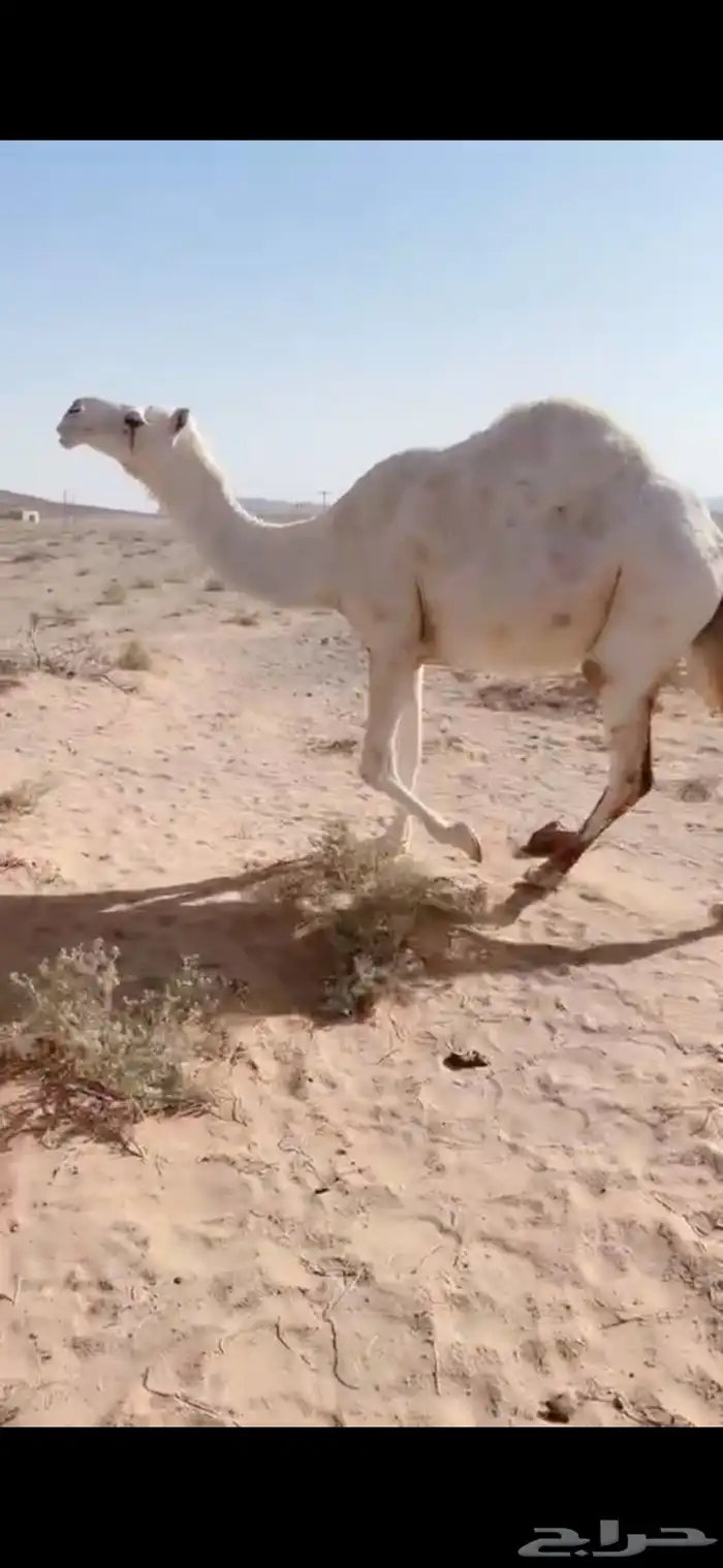للبيع الناقه الوضحاء الطيبه سنها شاق حايل حول سليمه 1