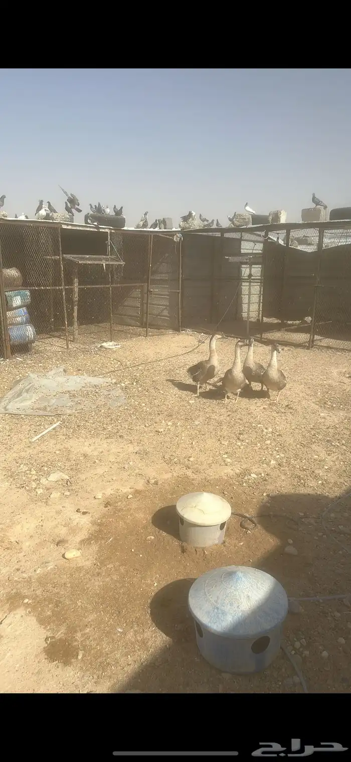 حمام عادي 0