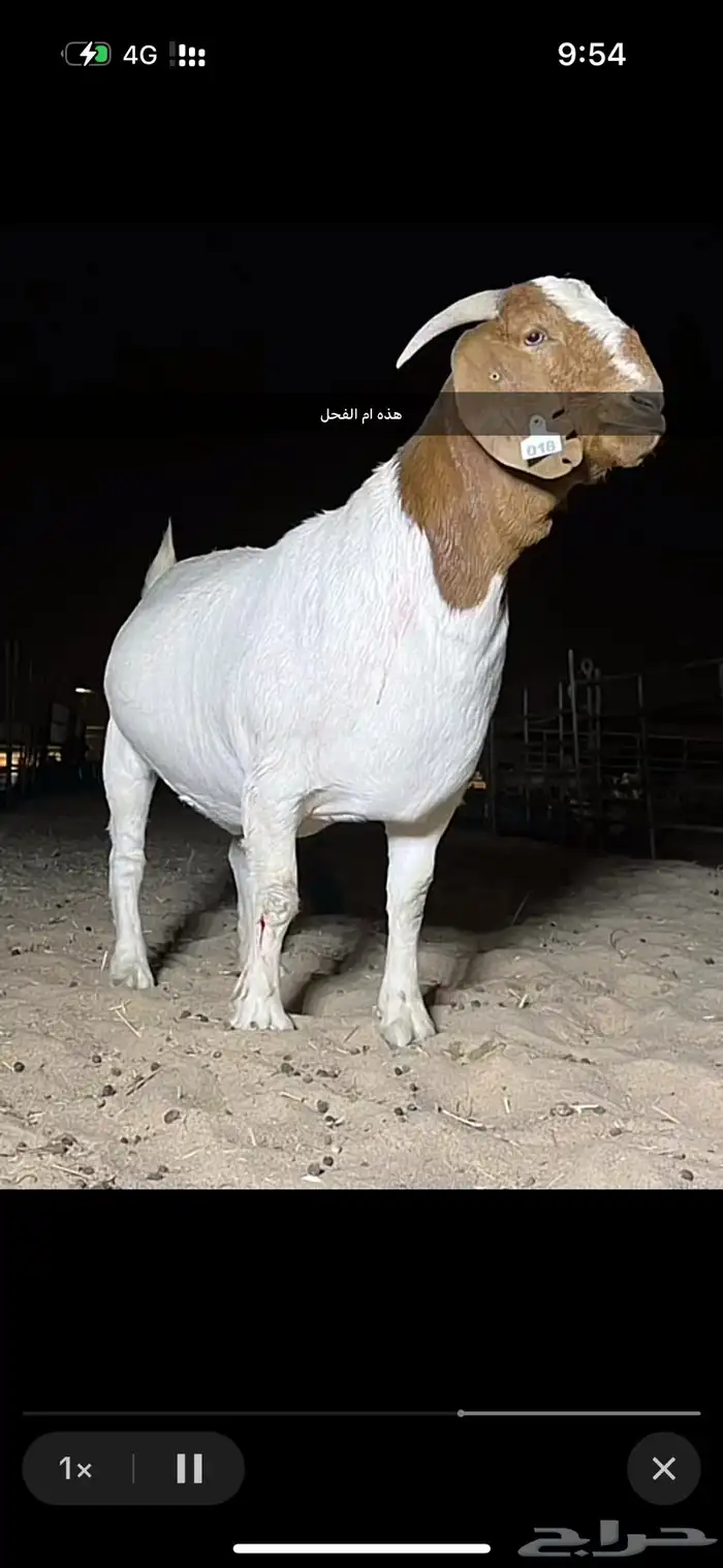 تيس بورقوت دم صافي 3