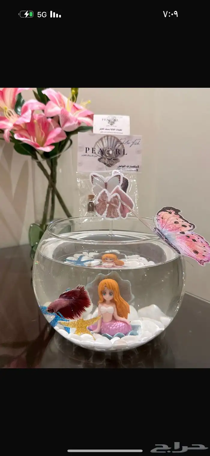 سمك فايتر هديه 12