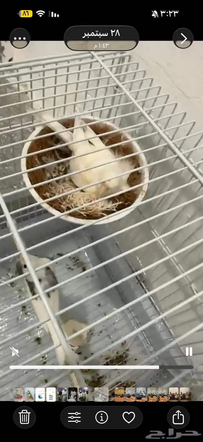 للبيع جوز كناري سوري منتج وحاليا الأنثى على وشك بيض 1