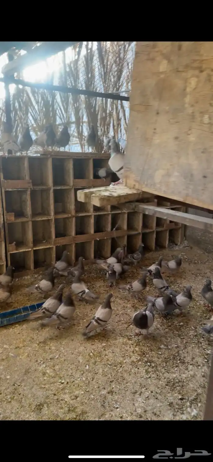 حمام سلفر جانبوي تقريبا 35 جوز للبيع 1