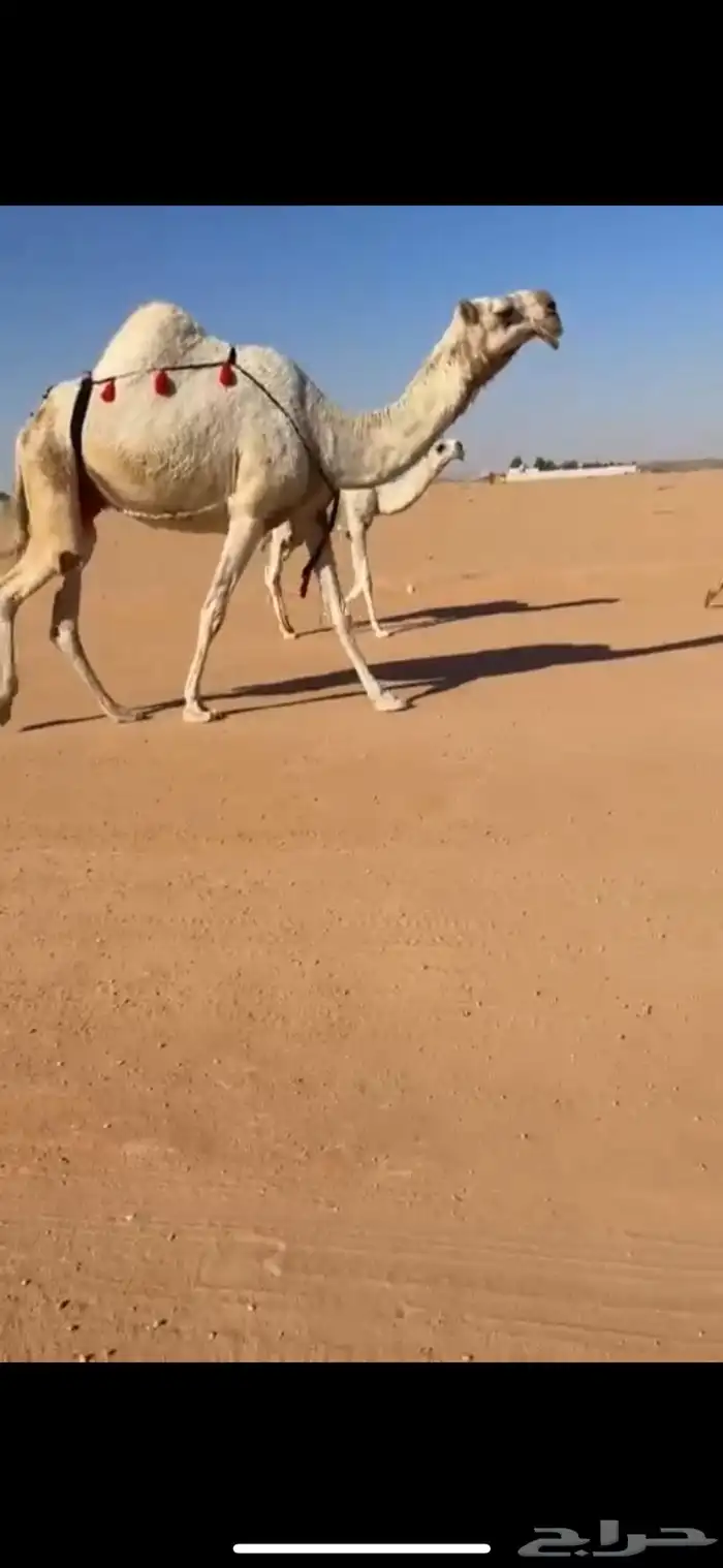 للبيع العشرا الكفو المنتج 0