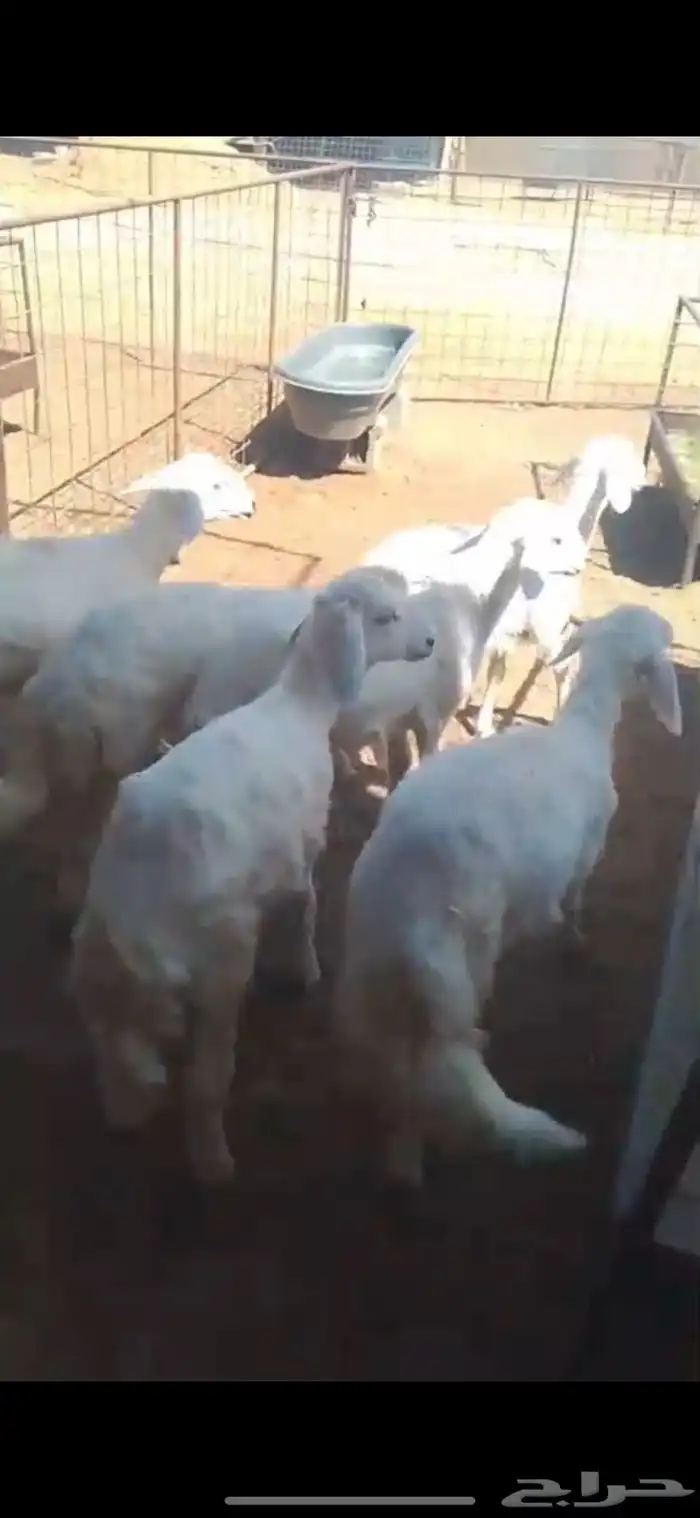 للبيع رخال حريه طيبه 2