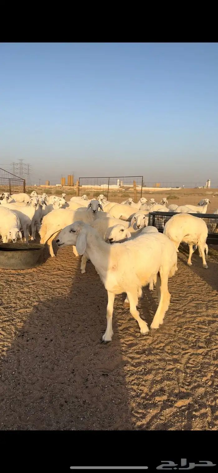 رخال حريات صنف 1