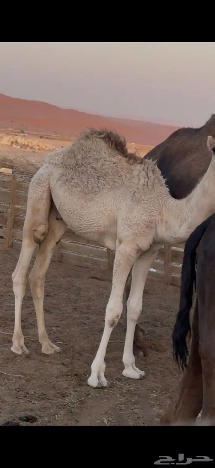 حشو لباني للبيع 2