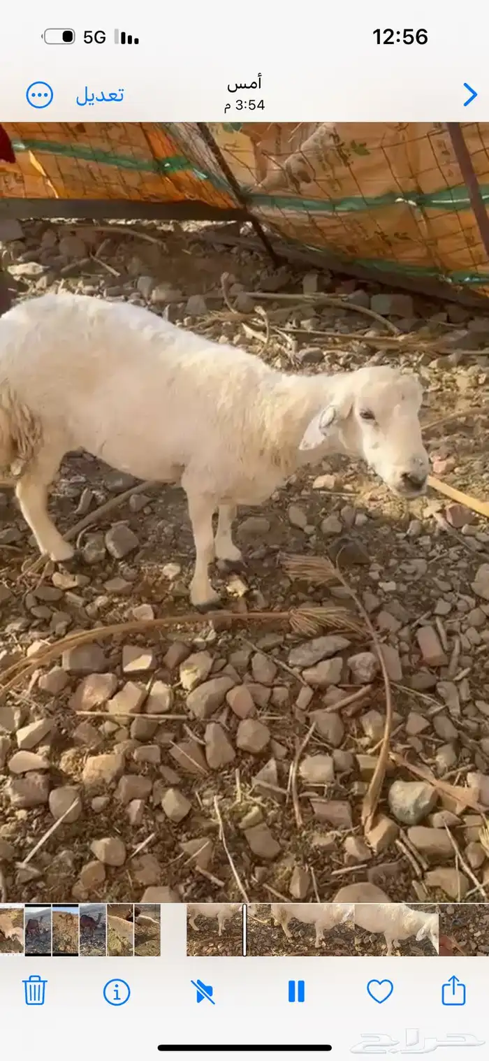 ضان 0