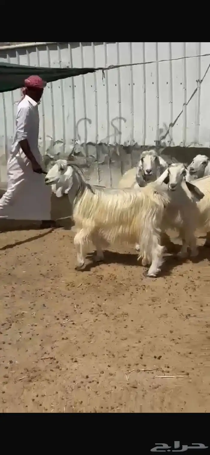 معزا عوارض بيض 2