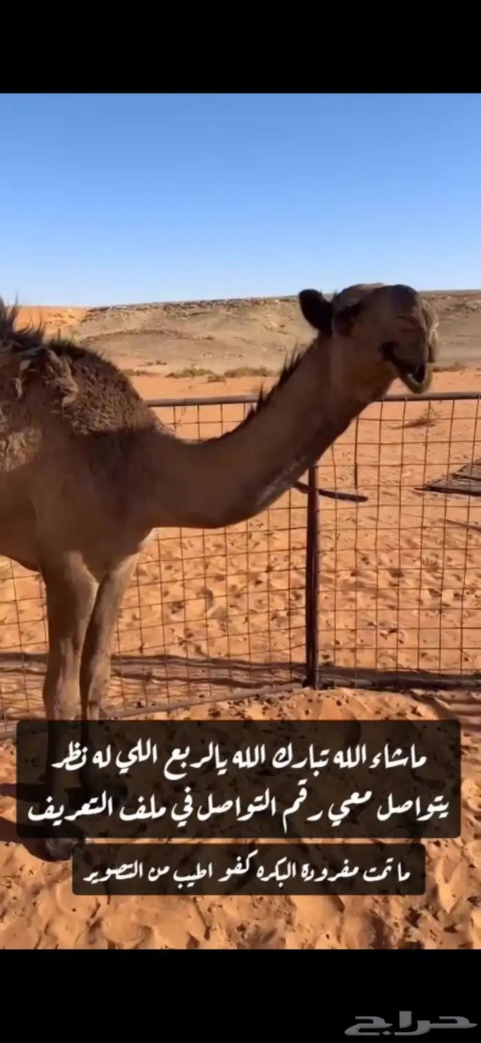ابكار كفو وفوق الكفو 5