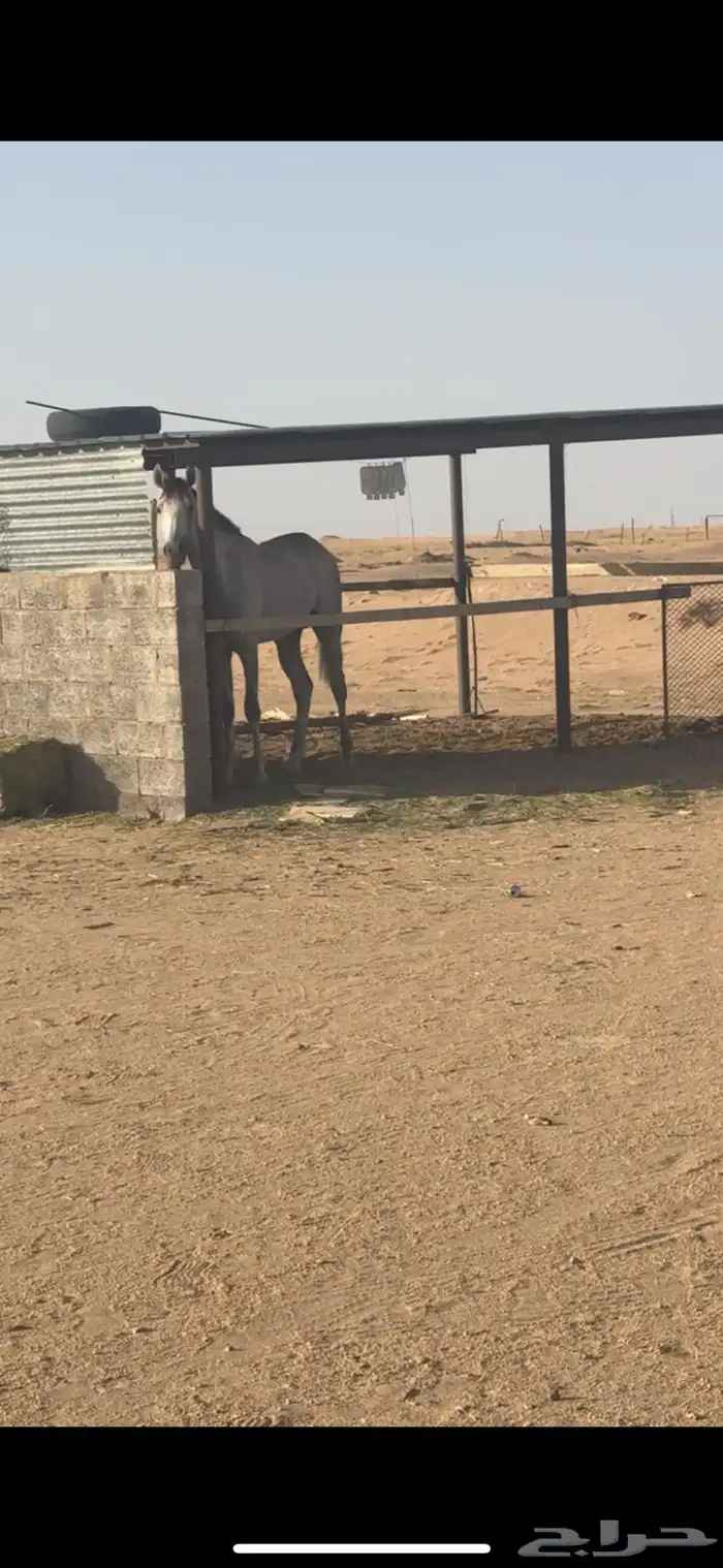 حصان شعبي كفوو 3