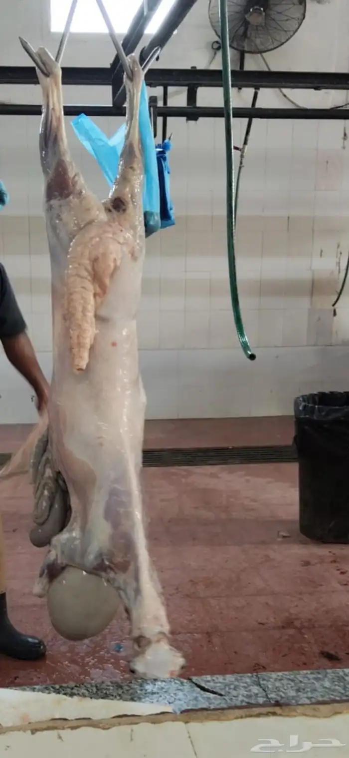 سواكن حمري مرابي 7 شهور 0