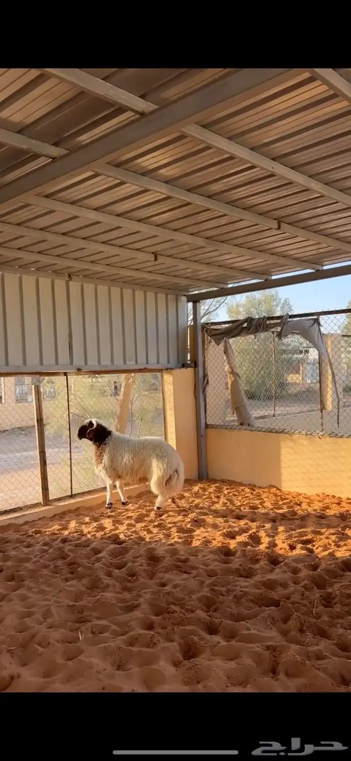 خروف فاخر 1