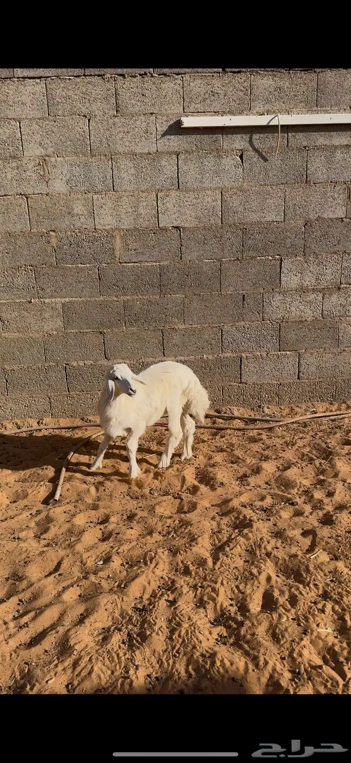 خروف حري عمره شهرين ونص 2