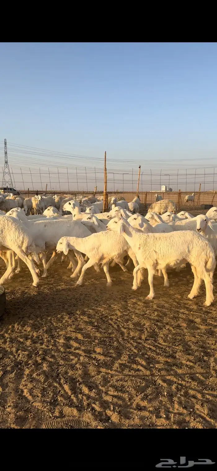 رخال حريات صنف 0