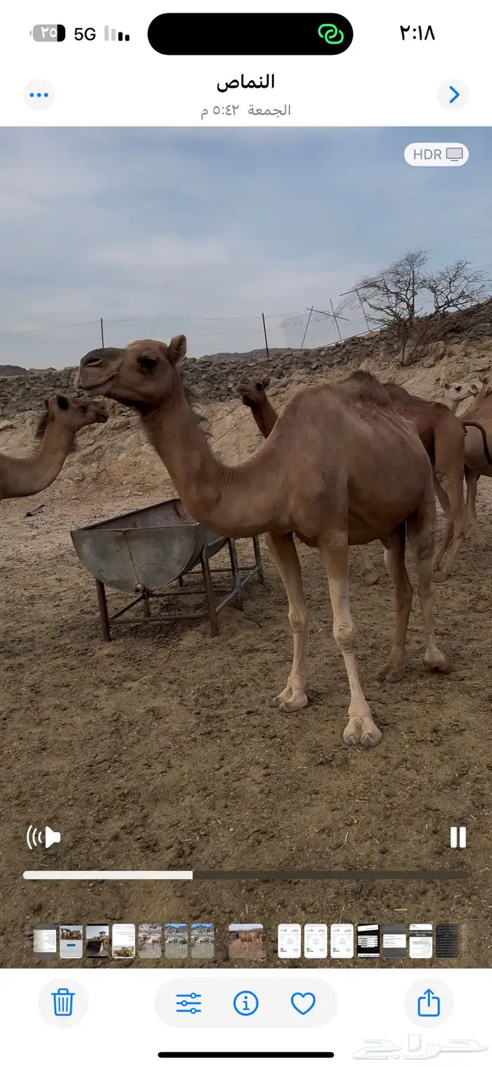 نياق للبيع او للبدل المناسب 3